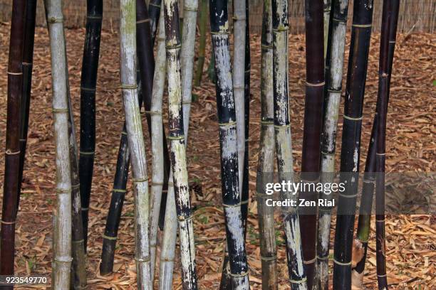 timor black bamboo - bambusa lako - black bamboo stock pictures, royalty-free photos & images