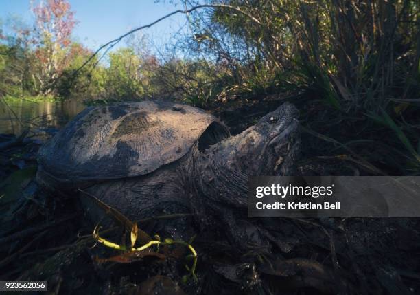 wild common snapping turtle (chelydra serpentina) on muddy river bank - river turtle stock pictures, royalty-free photos & images