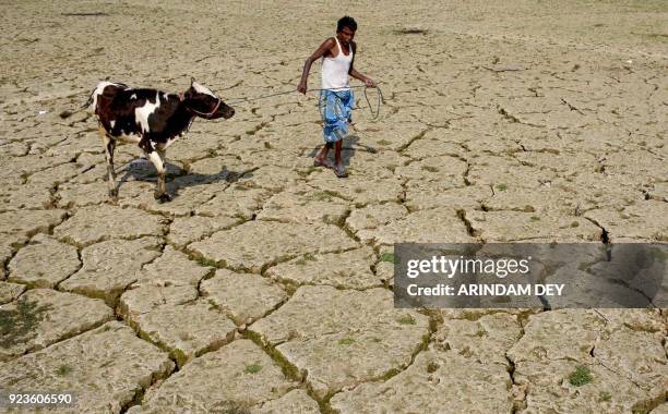 An Indian farmer walks with his cow on a dried paddy field at Srilankabasti village, on the outskirts of Agartala, the capital of northeastern state...