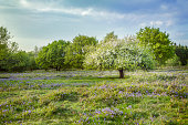 Bluebells and tree enveloped in white blossom in Burrington Combe, Somerset.