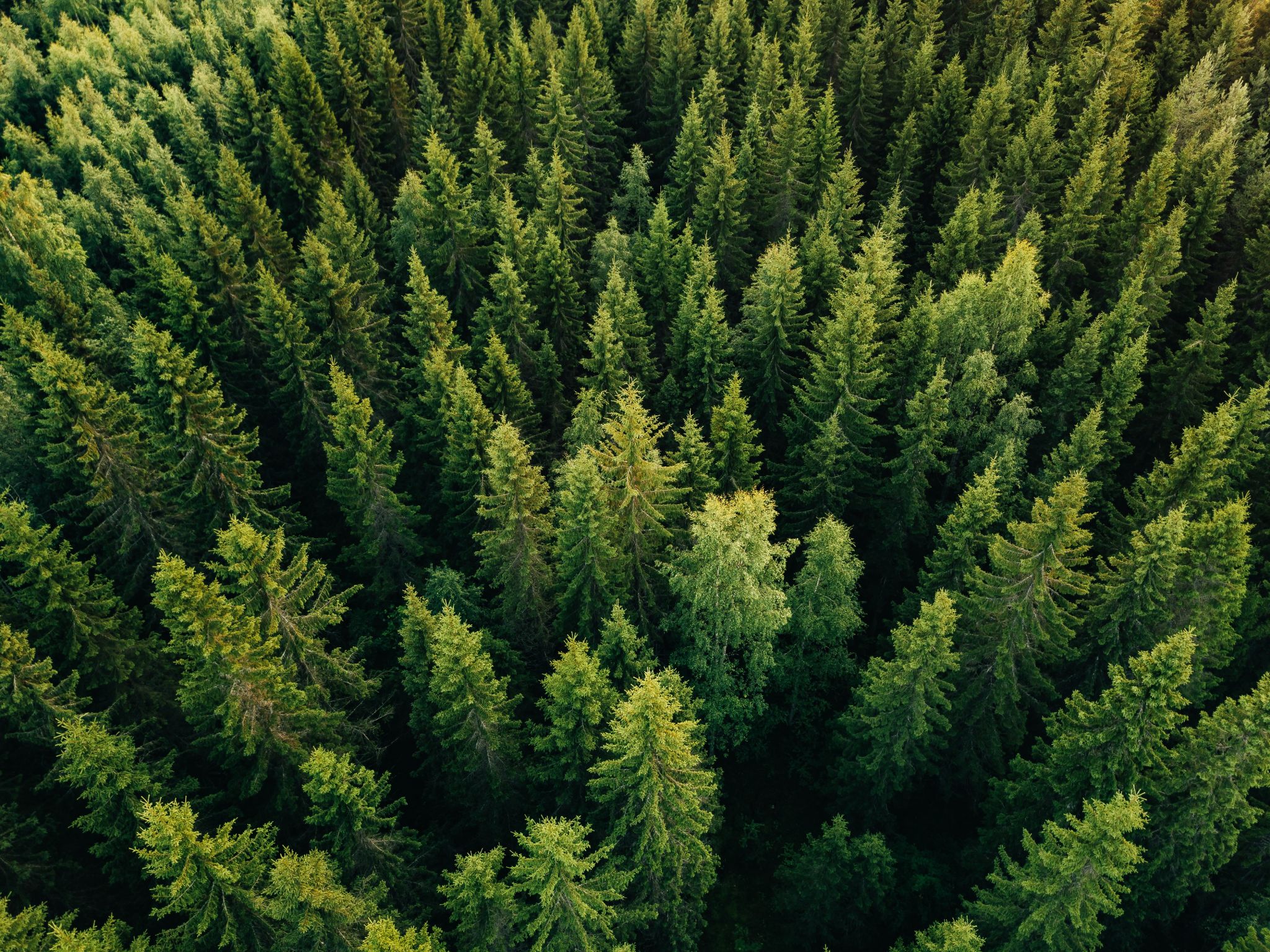 drone tree