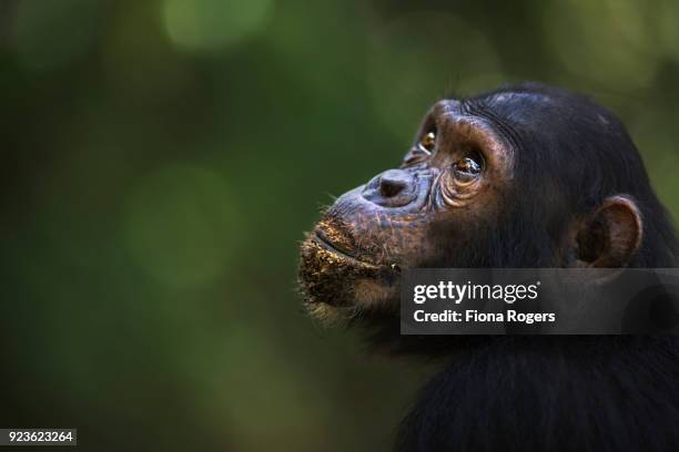 eastern chimpanzee juvenile male 'tom' aged 12 years portrait - tom rogers stock pictures, royalty-free photos & images