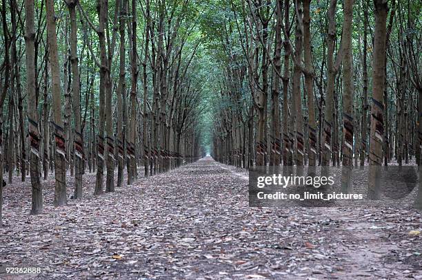 albero del caucciù legno in vietnam - lattice foto e immagini stock