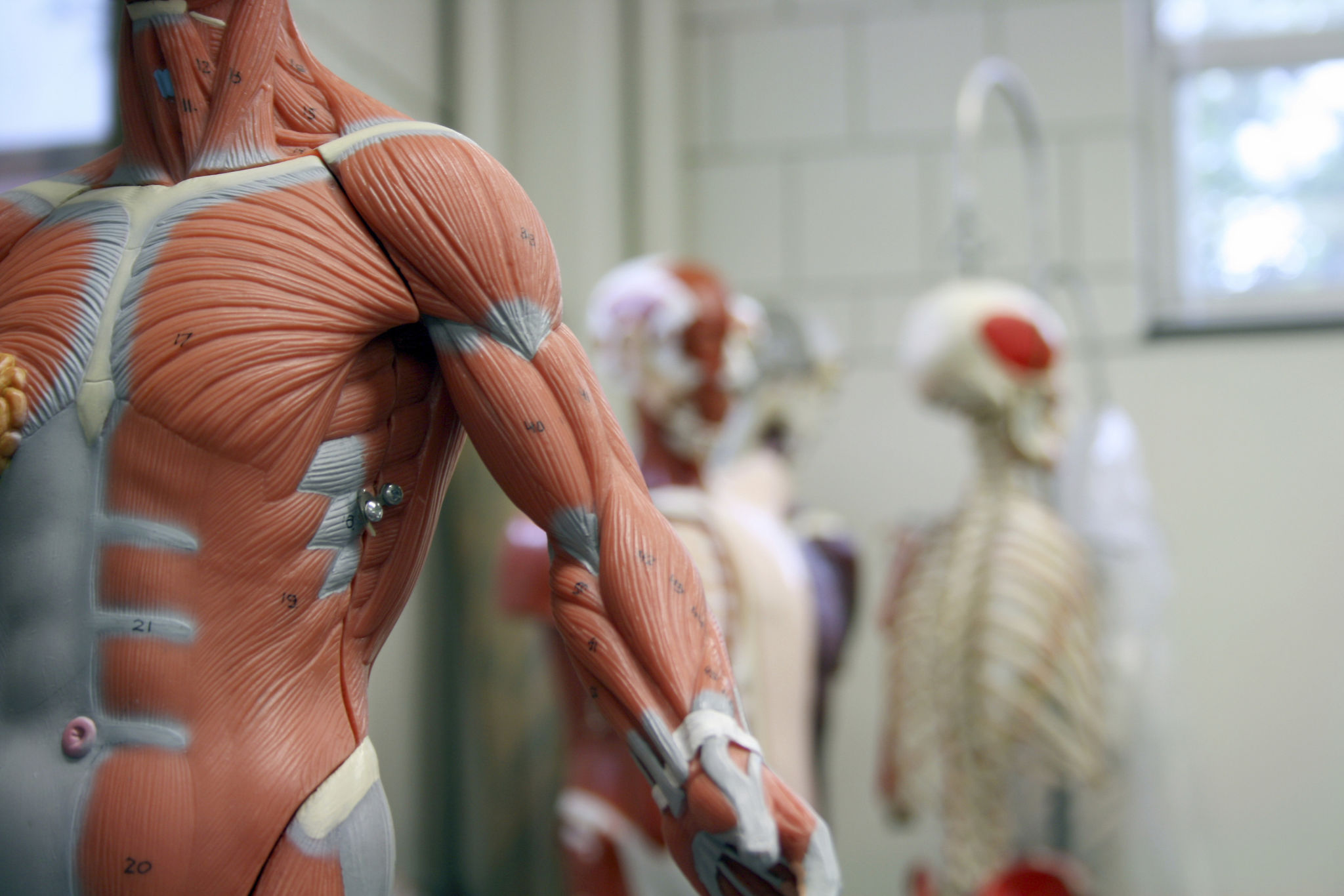anatomy class