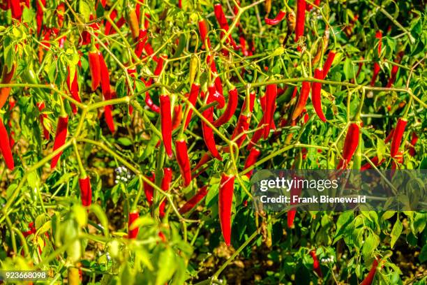 Chili is growing on the fields in the hills of the tribal area.