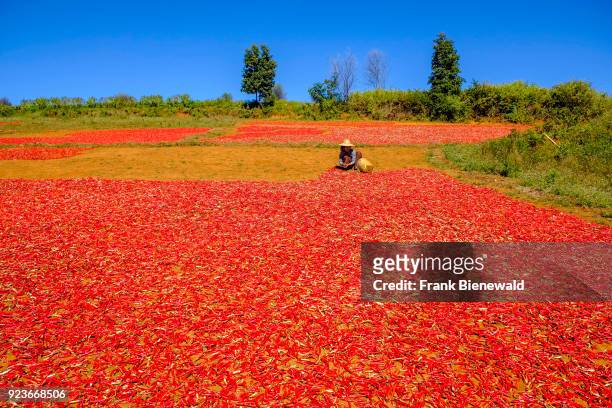 Harvested chili is spread out for drying and sort out by a woman on the fields in the hills of the tribal area.