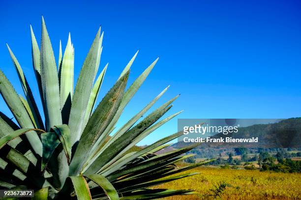Agricultural landscape with fields, bushes and agaves in the hills of the tribal area.