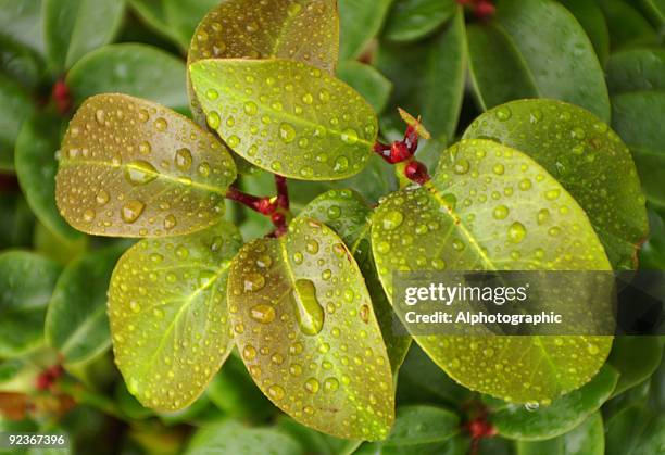 rhododendron leaves - leaf epidermis stock pictures, royalty-free photos & images
