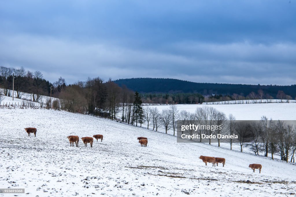Winterberg Snowy Landscape