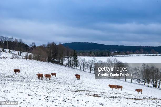 winterberg snowy landscape - winterberg 個照片及圖片檔