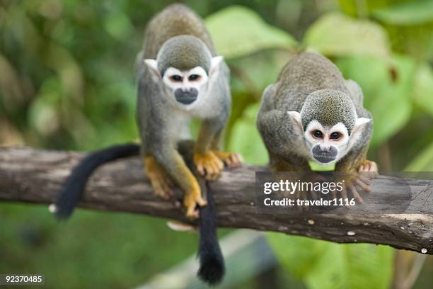 squirrel monkeys - amazon rainforest stock pictures, royalty-free photos & images
