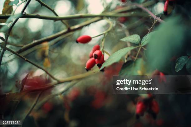 wild rosehips - hagebutte stock-fotos und bilder