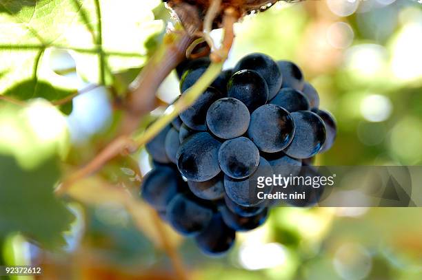 vivacious shiraz - merlot grape stock pictures, royalty-free photos & images