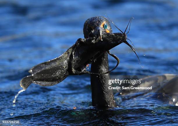 Cormorant catches an eel-tailed catfish during the second round of The Honda Classic at PGA National Resort and Spa on February 23, 2018 in Palm...