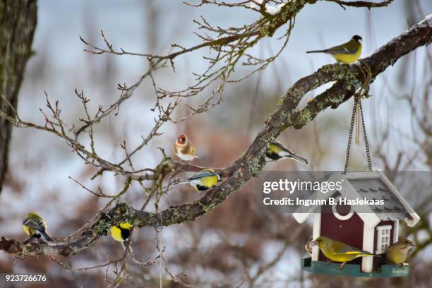 variety of birds in a plum tree in the garden in autumn. some sitting at the little house bird feeder - bird feeder stock pictures, royalty-free photos & images