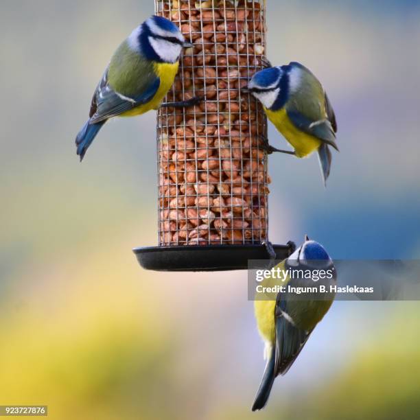 autumn in the garden. feeding the birds. three bluetits hanging on to a bird feeder with nuts. - bird feeder stock pictures, royalty-free photos & images