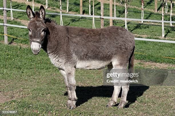 donkey - mule stock pictures, royalty-free photos & images
