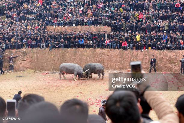 Villagers watch bulls fight against each other during a competition at Congjiang County on February 24, 2018 in Qiandongnan Miao and Dong Autonomous...