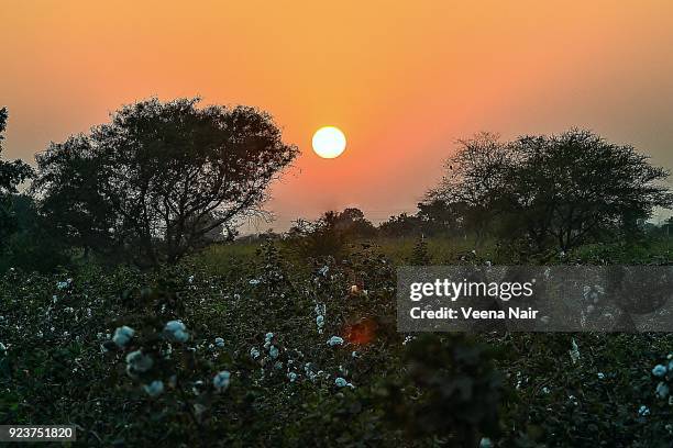 sunset against cotton field/maharashtra - nagpur stock-fotos und bilder