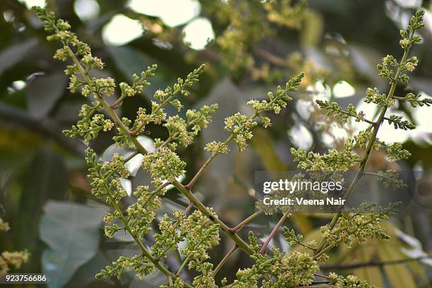 mango blooms/flowers on a mango tree-nagpur - mango tree stock pictures, royalty-free photos & images