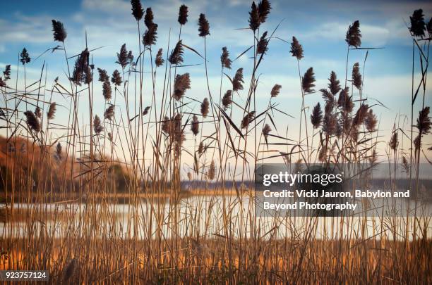 water and sky behind the reeds at sag harbor, long island - 薩格港 個照片及圖片檔