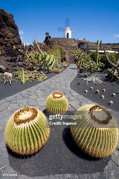 a closeup of some cacti on a cobblestone road - lanzarote stock pictures, royalty-free photos & images