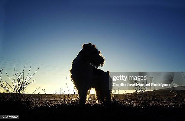 shilhoutte phosquito - contraluz stockfoto's en -beelden