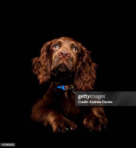 spaniel puppy - spaniel stock pictures, royalty-free photos & images