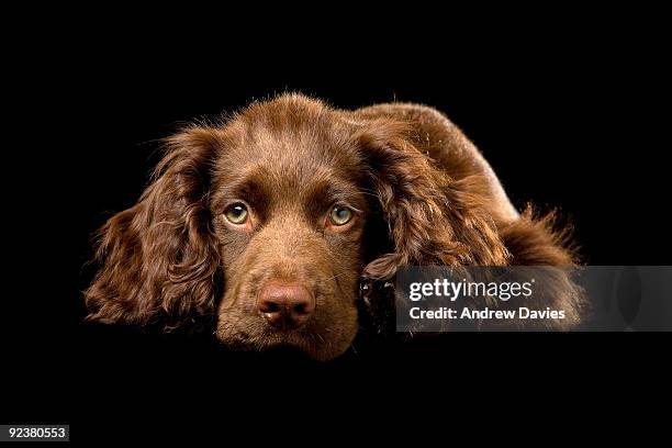 cocolate brown cocker spaniel puppy - cocker fotografías e imágenes de stock