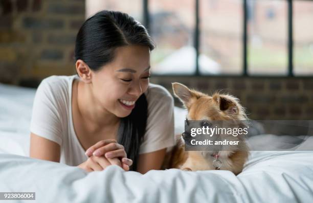 asiatische frau spaß zu hause mit ihrem hund - chihuahua stock-fotos und bilder