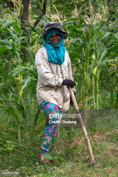 Khmer farmer working in a maize field. Cambodia.