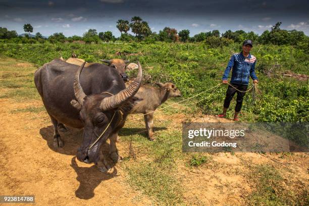 Khmer farmer with cattle. Cambodia.