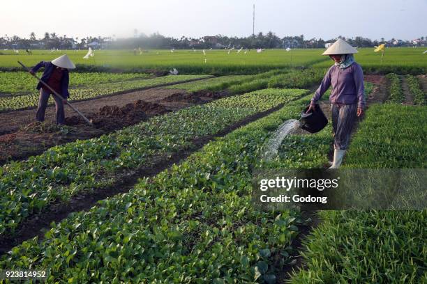 Farmer waters her vegetable farm. Irrigation. Hoi An. Vietnam.