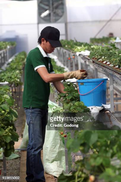 Organic hydroponic vegetable farm. Young man growing organic strawberries. Dalat. Vietnam.