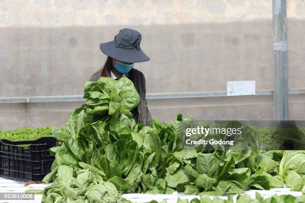 Organic hydroponic vegetable farm. Young woman growing organic lettuces. Dalat. Vietnam.