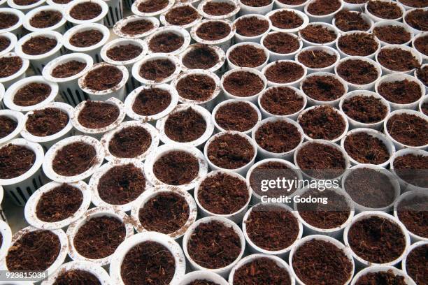 Organic hydroponic vegetable farm. Lettuce rows in greenhouse. Dalat. Vietnam.