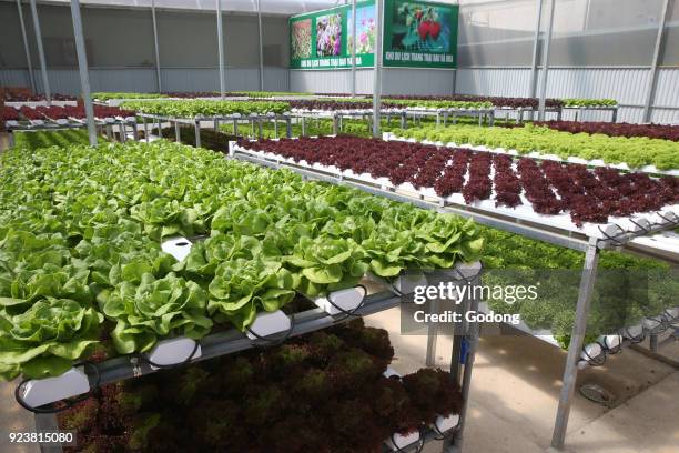 Organic hydroponic vegetable farm. Lettuce rows in greenhouse. Dalat. Vietnam.