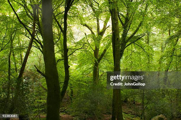 woods - temperate rainforest stock pictures, royalty-free photos & images