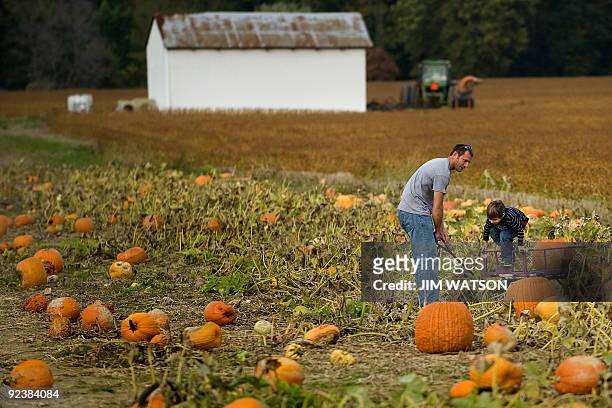 Man and his son pick out a pumpkin as they walk through a pumpkin patch on October 22, 2009 in Easton, MD. The annual holiday celebrated on October...