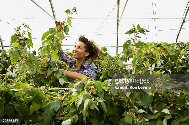 young woman in a greenhouse at an organic farm - senneville stock pictures, royalty-free photos & images