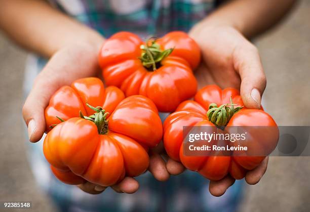 woman holding 3 large tomatoes at organic farm - senneville stock pictures, royalty-free photos & images