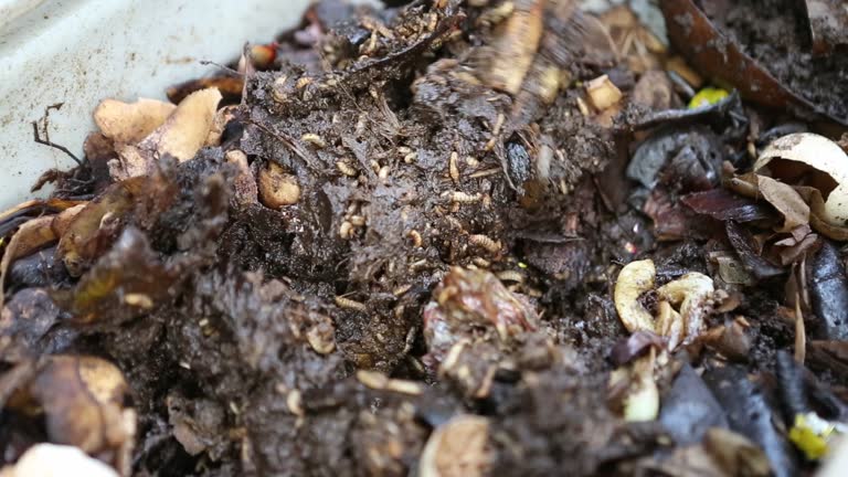 Pinworm Tree 11 Pinworms Stock Videos, Footage, & 4K Video Clips - Getty Images