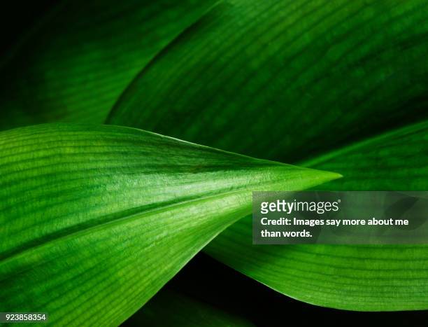 close up of leaf pattern - leaf close up stock pictures, royalty-free photos & images