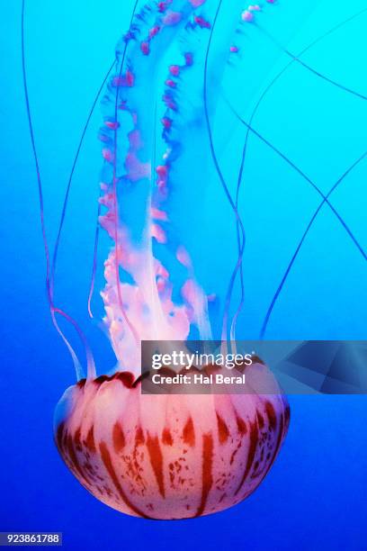 purple-striped jellyfish - méduse pélagique photos et images de collection