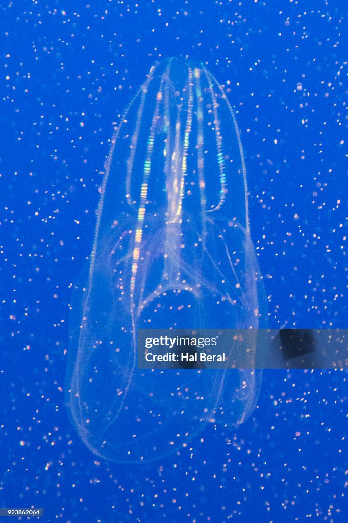 Sea Gooseberry