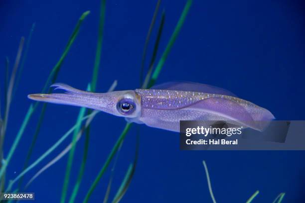 bigfin reef squid - bigfin reef squid stock pictures, royalty-free photos & images
