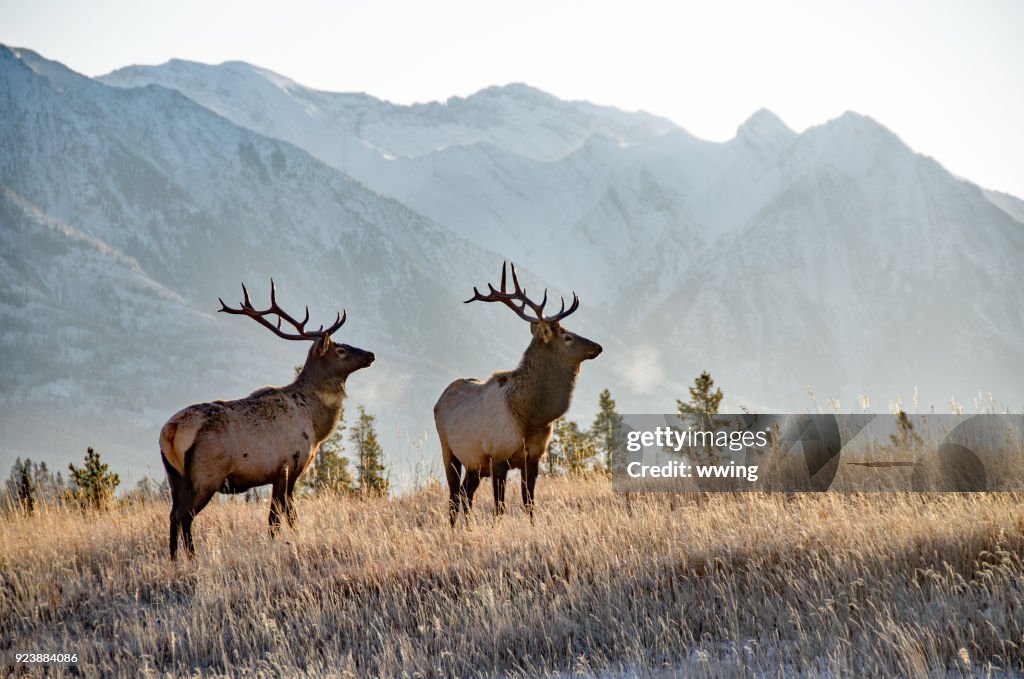Zwei Stier Elch in Banff