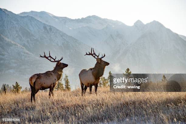 zwei stier elch in banff - kanada stock-fotos und bilder