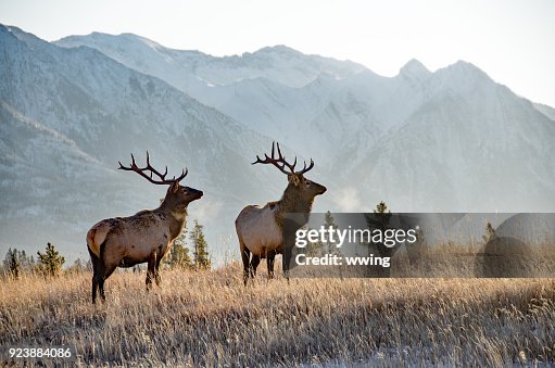 Two bull elk in Banff Two bull elk in Banff