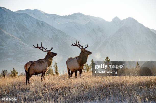 two bull elk in banff - rocky mountains stock pictures, royalty-free photos & images